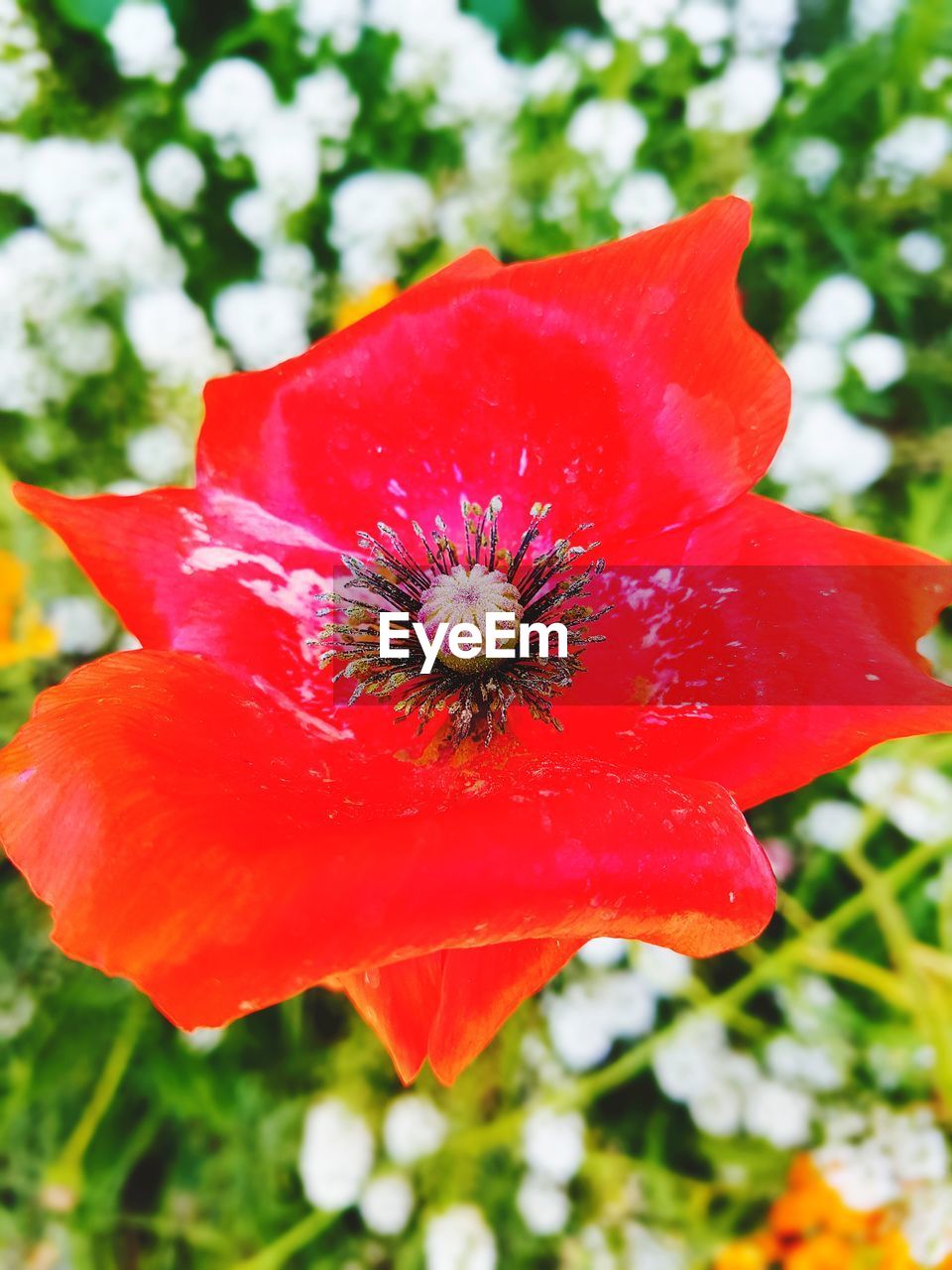 CLOSE-UP OF RED ROSE