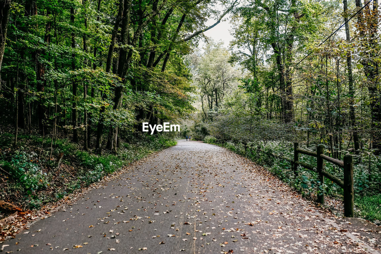 Road amidst trees in forest