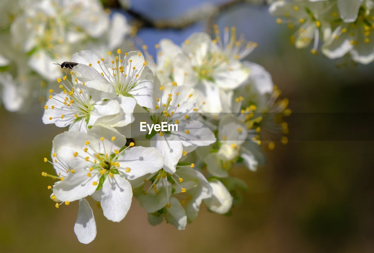 CLOSE-UP OF INSECT ON WHITE CHERRY BLOSSOMS