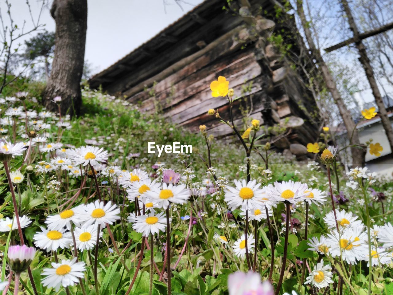 Close-up of white flowers blooming in park