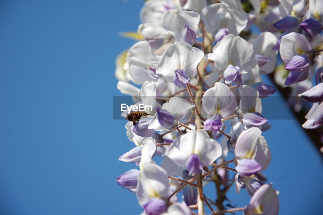 Low angle view of purple flowering wisteria plant against clear blue sky
