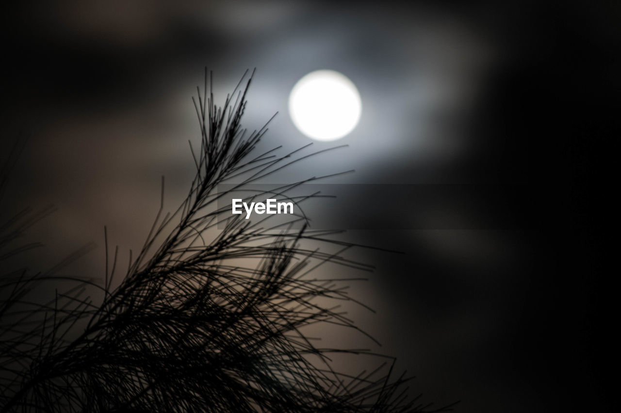 Close-up of silhouette plant against moon at sunset