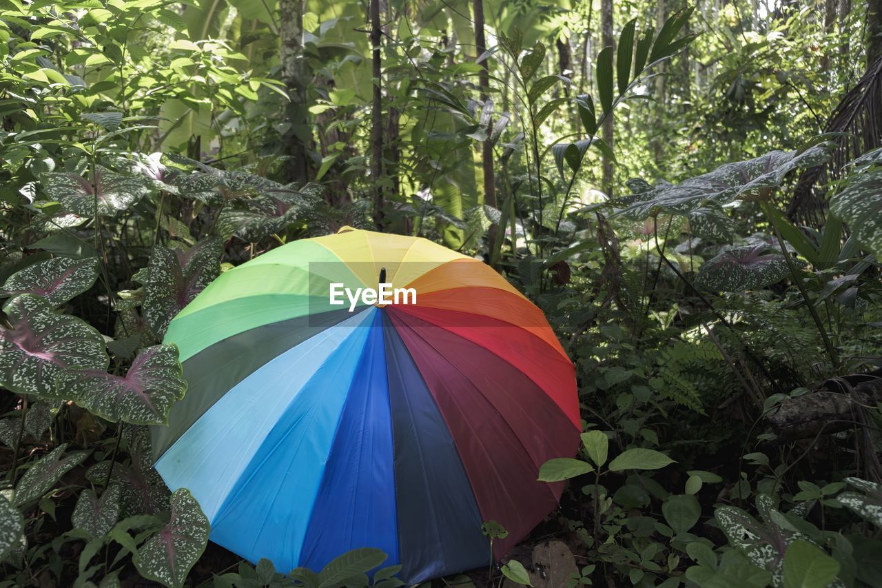 umbrella, protection, security, fashion accessory, rain, plant, tree, nature, leaf, forest, green, flower, wet, land, multi colored, jungle, environment, parasol, outdoors, beauty in nature, day, tranquility, no people, sheltering, growth, summer, plant part, shade, natural environment, red, non-urban scene