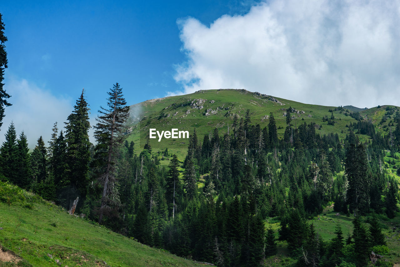 Thick white clouds floating over grassy valley and mountains with green trees on summer day in highlands