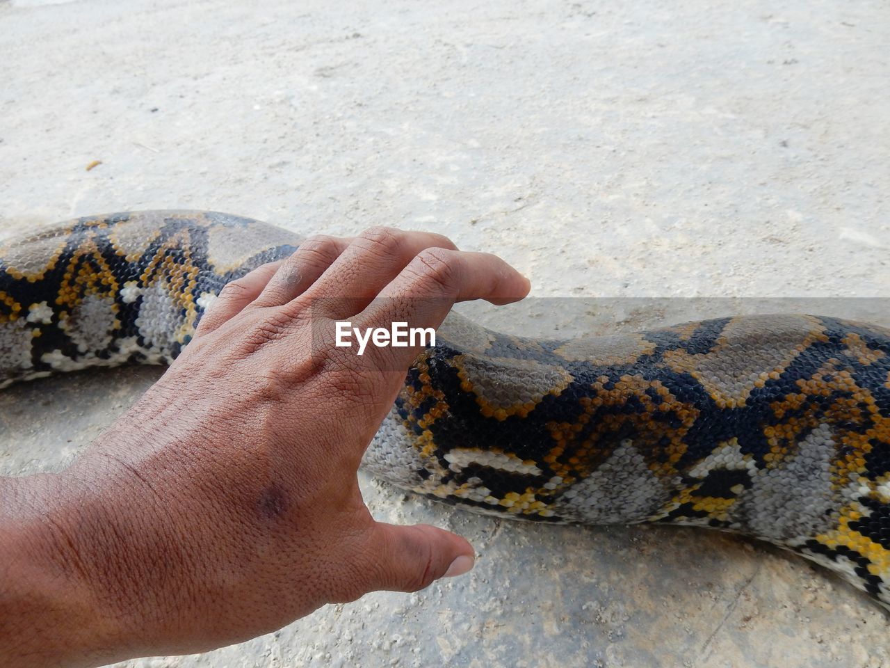Male hand towards snake