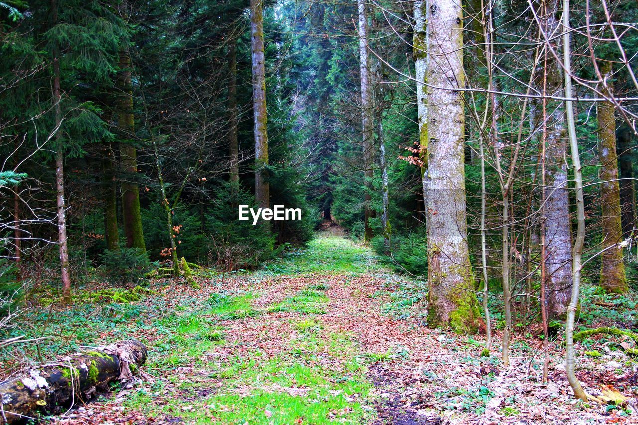 CLOSE-UP OF TREES AGAINST WINDOW