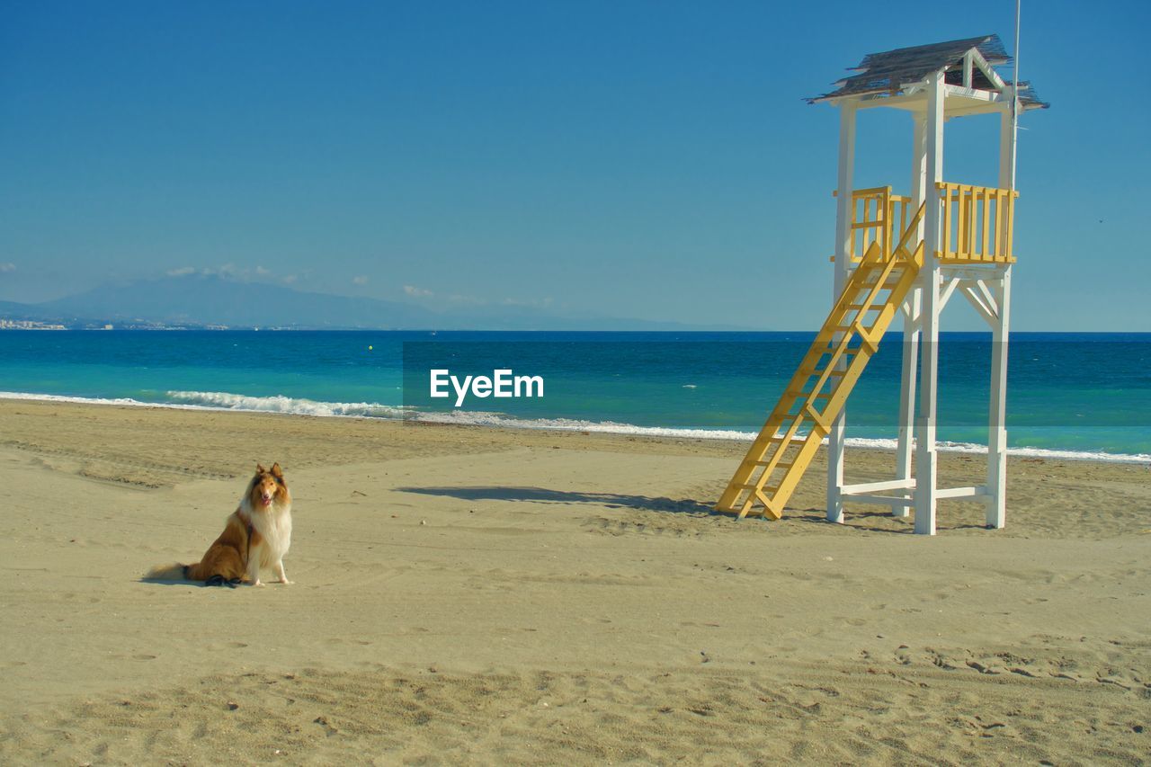 View of a dog on beach