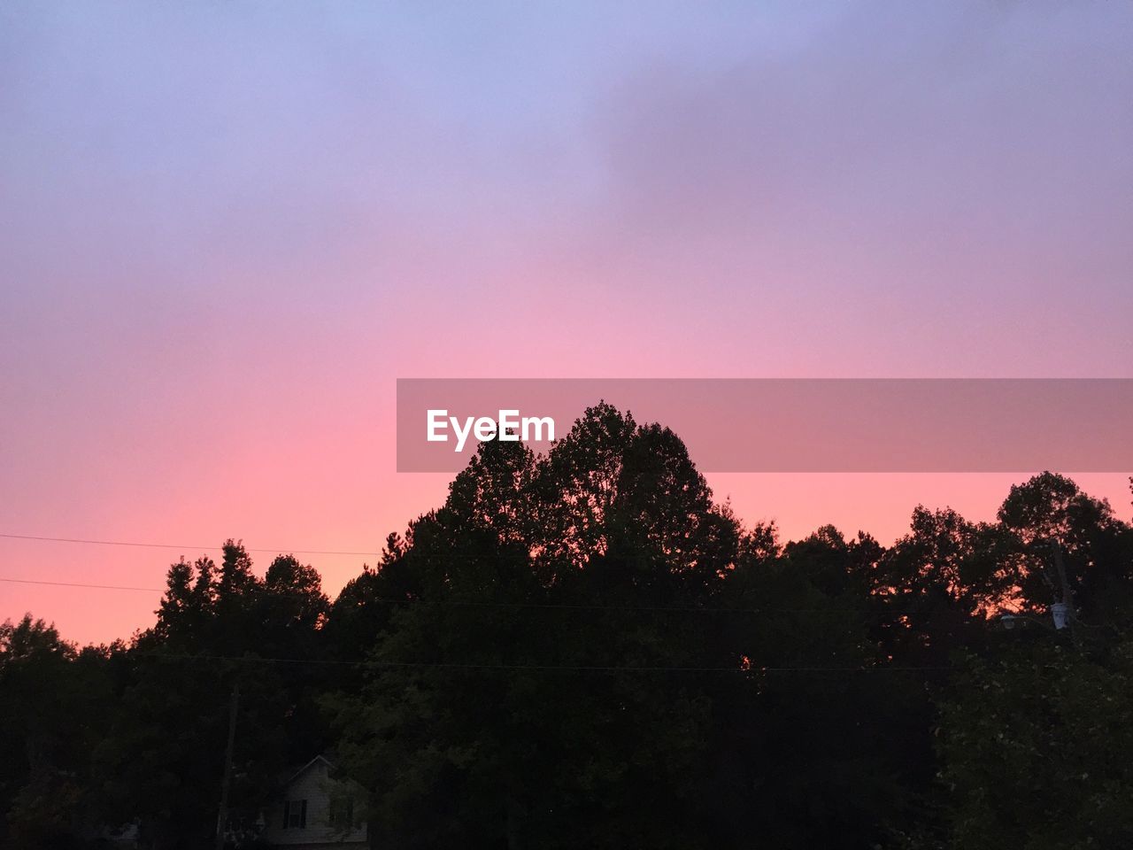 SILHOUETTE TREES AT SUNSET