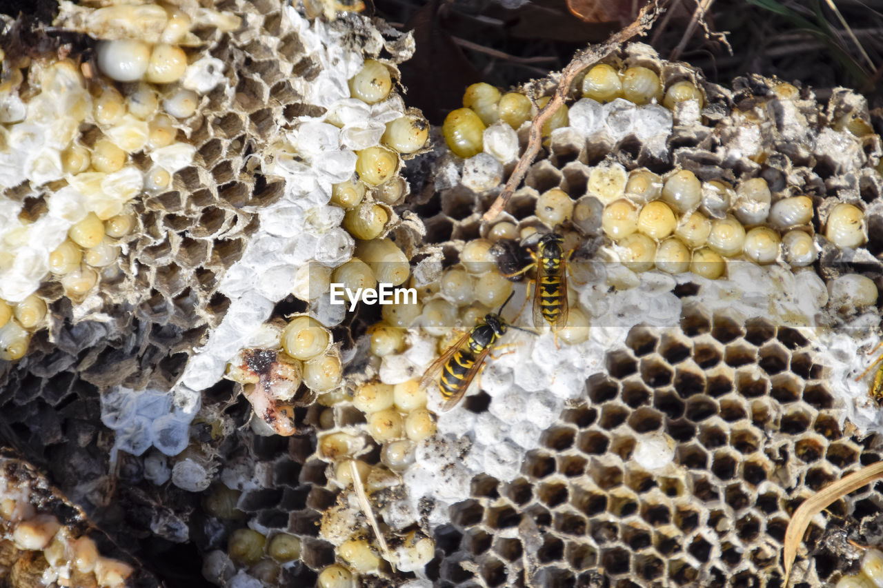 CLOSE-UP OF HONEY BEE ON ROCK