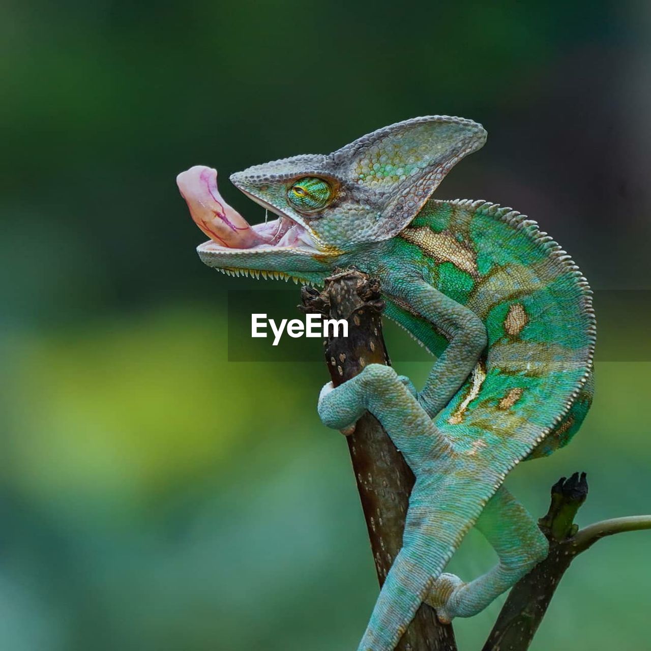 Close-up of lizard, macro