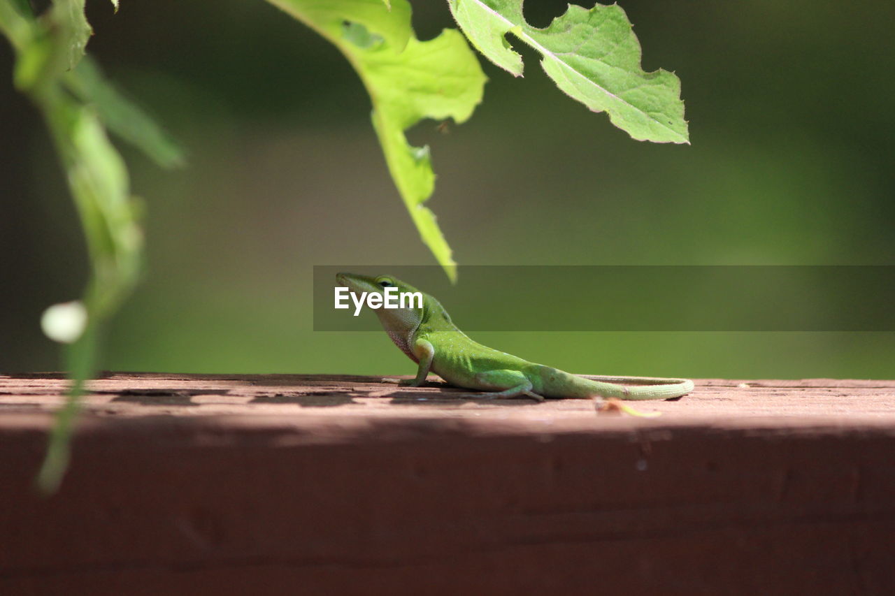 CLOSE-UP OF A LIZARD