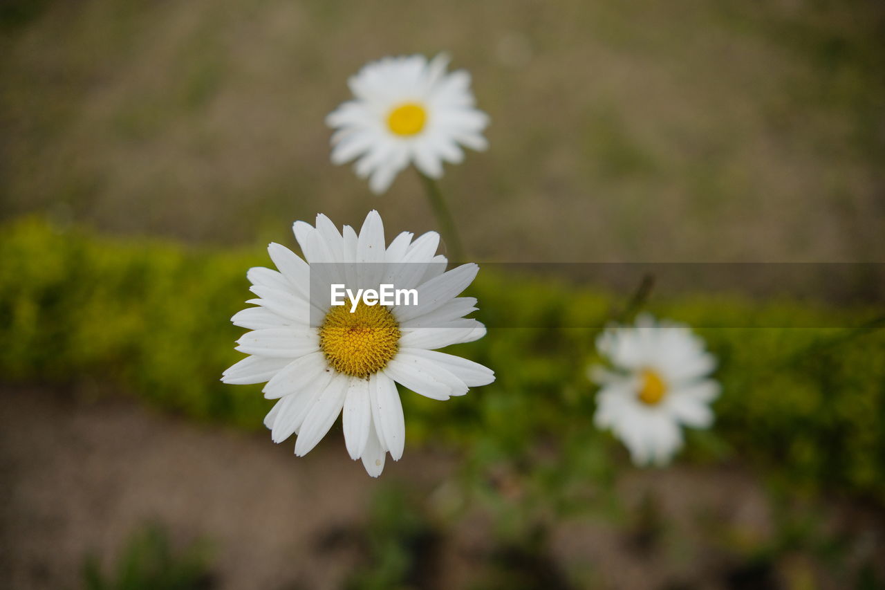 CLOSE-UP OF WHITE DAISY FLOWERS GROWING ON FIELD