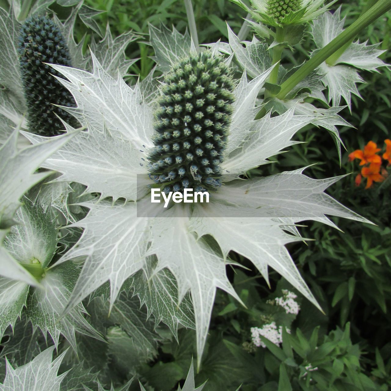 Close-up of plant