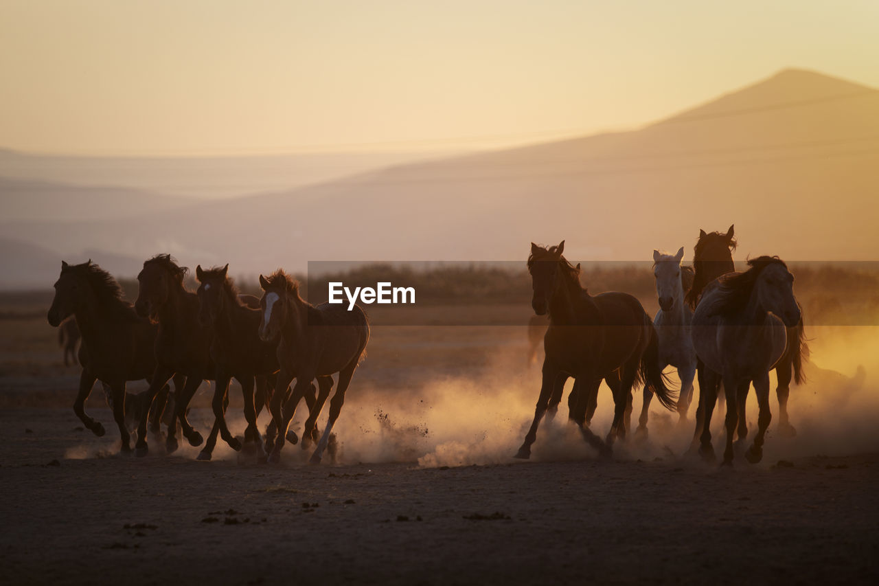 Horses running at desert