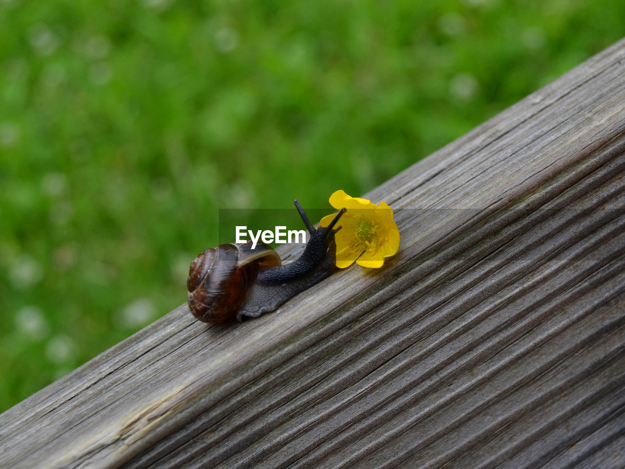 Close-up of yellow flower on wood