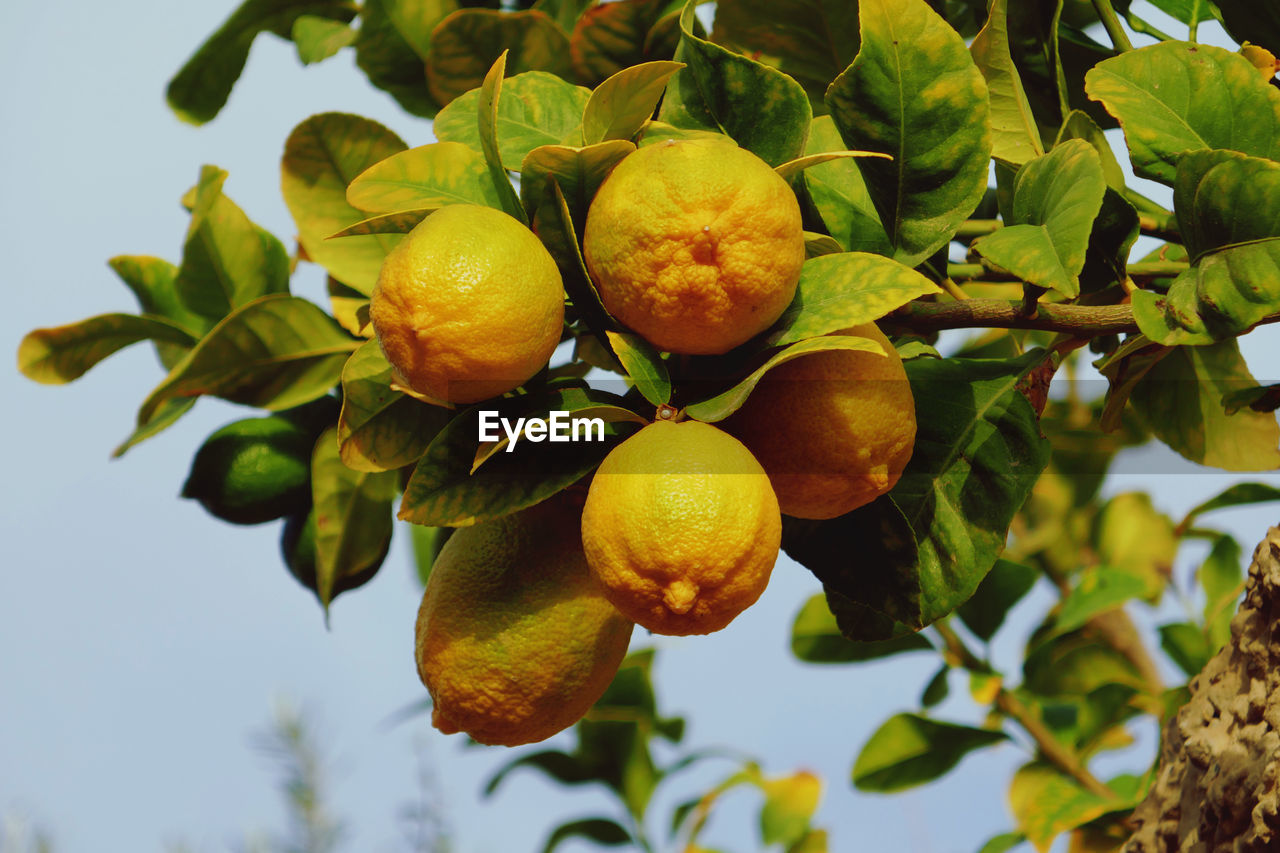 Lemon tree with fruits 