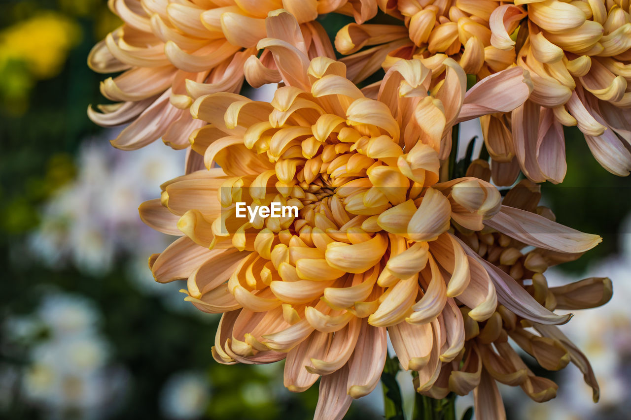 Orange chrysanthemums close up in autumn sunny day in the garden. autumn flowers. flower head