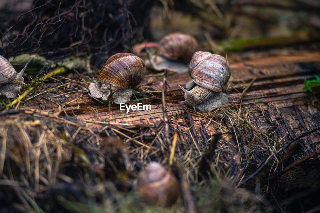 close-up of snail on rock