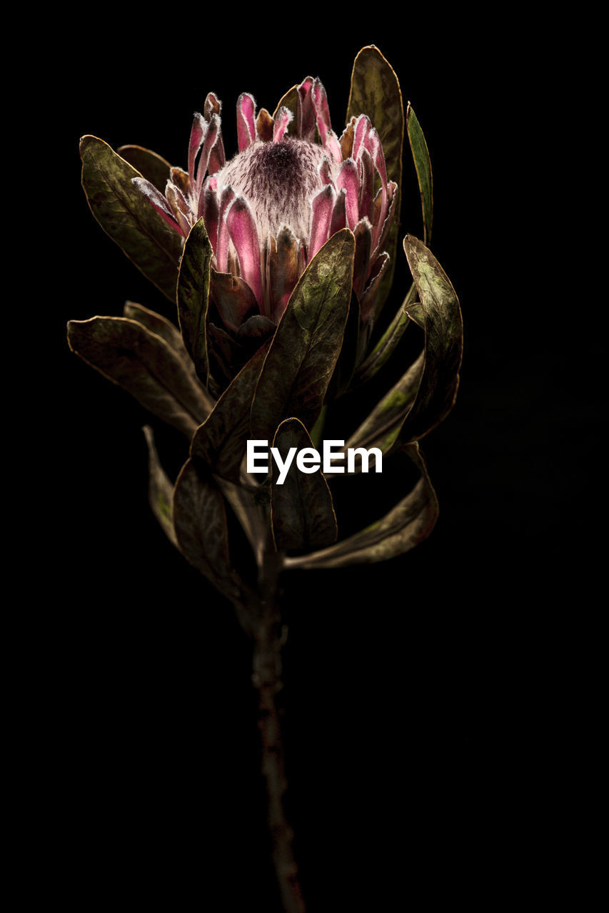 Close-up of plant against black background