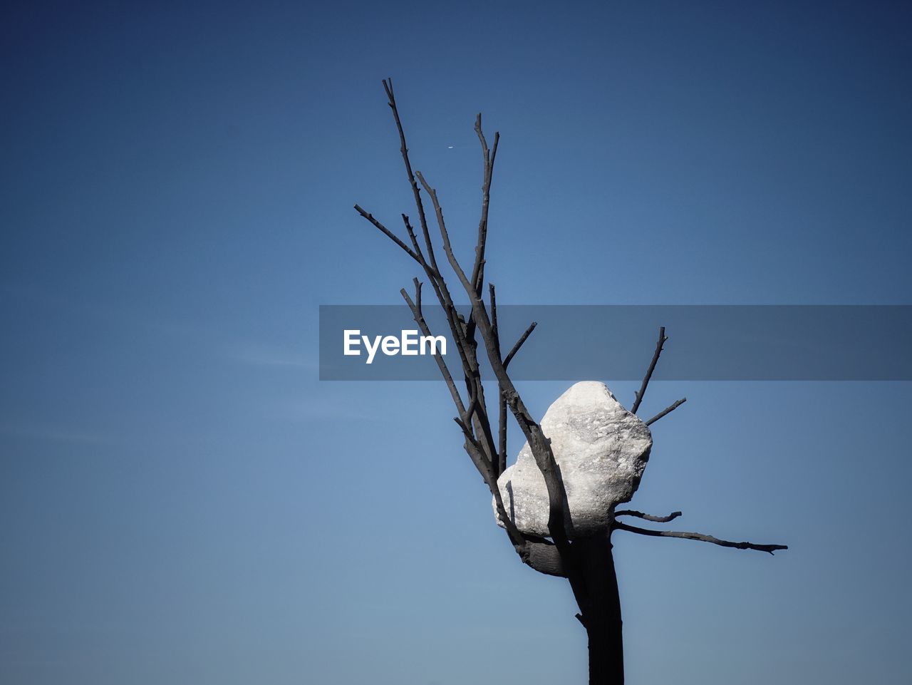 blue, sky, nature, branch, no people, wind, plant, bird, clear sky, copy space, wing, outdoors, animal, tree, animal themes, beauty in nature, day, low angle view, animal wildlife, flower