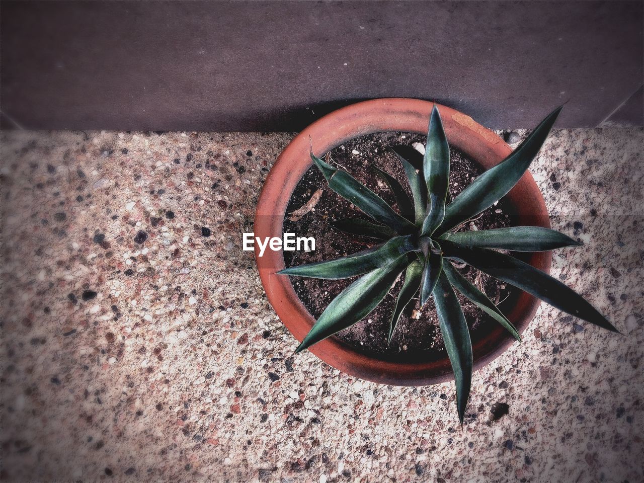 Directly above view of potted plant