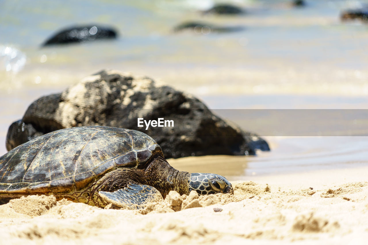 VIEW OF A TURTLE IN THE SEA