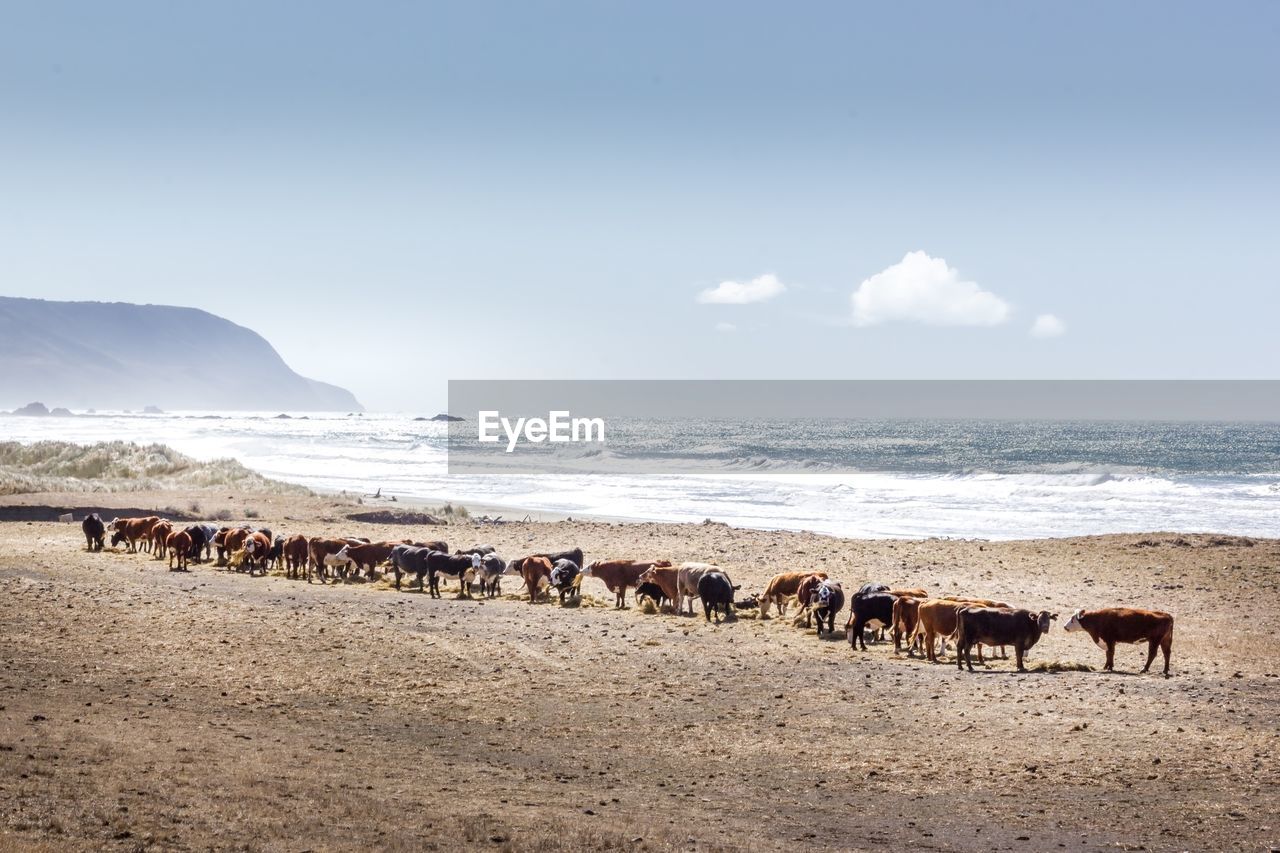 FLOCK OF SHEEP ON SHORE BY SEA AGAINST SKY