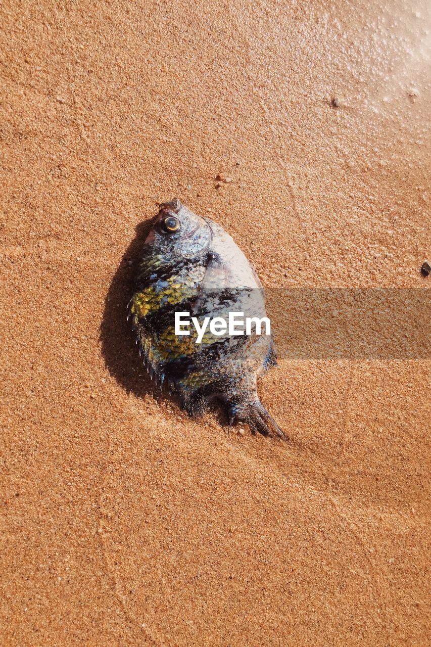 Close-up of dead fish on sand