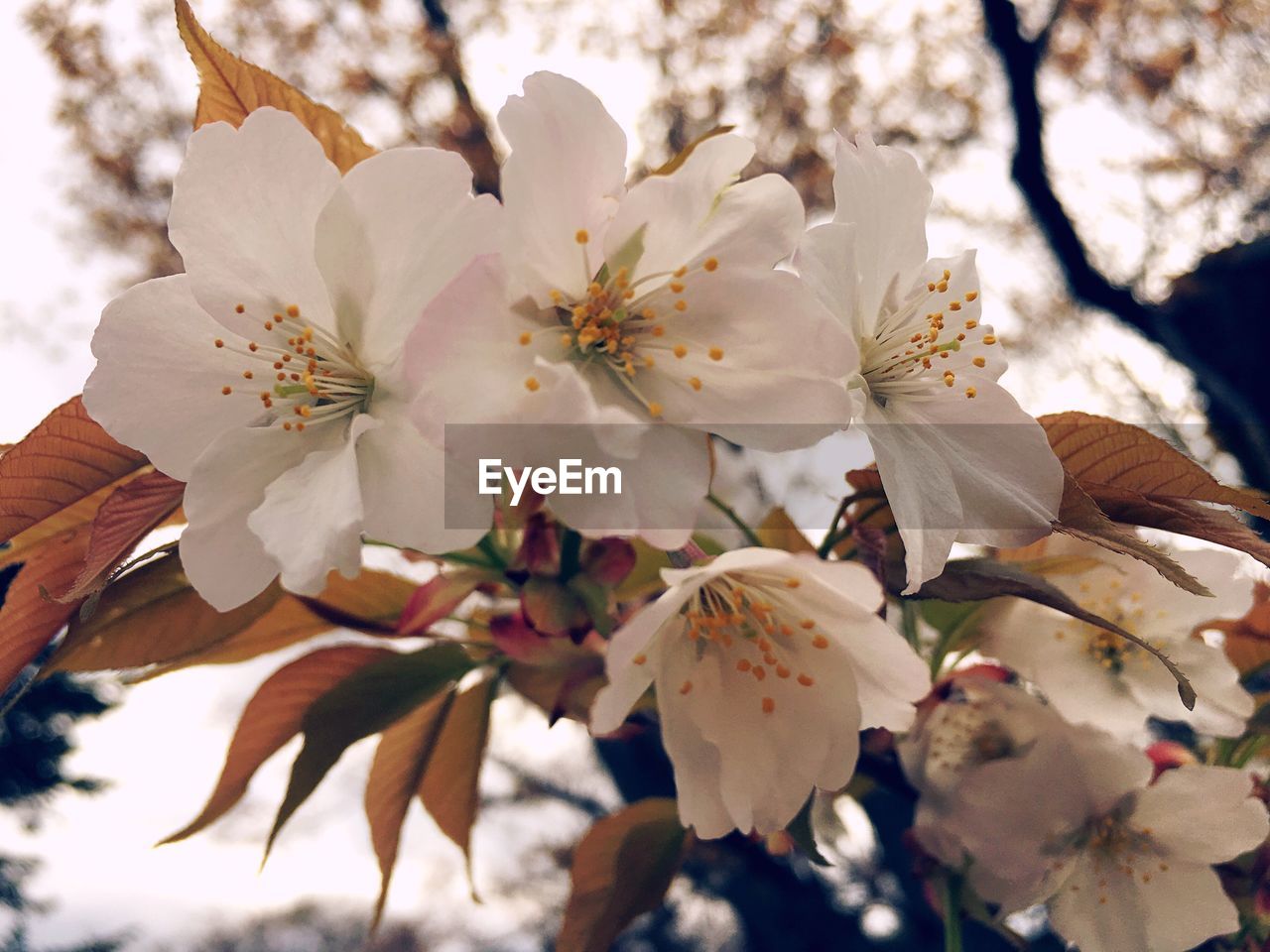 Close-up of white flowers