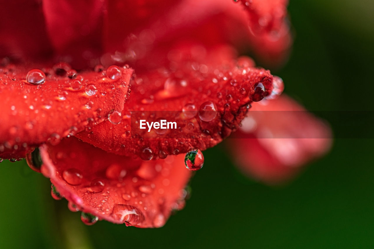 CLOSE-UP OF RAINDROPS ON RED FLOWER
