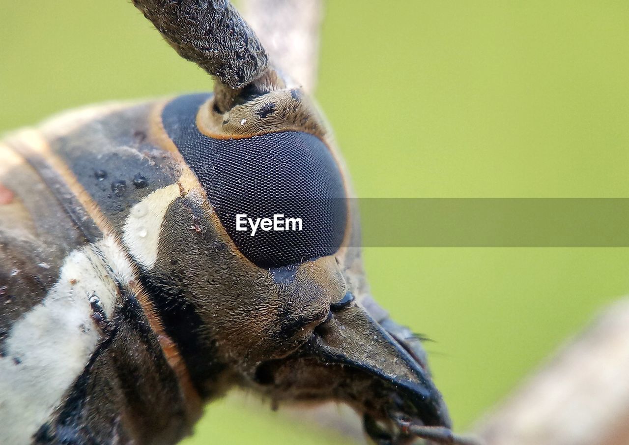 CLOSE-UP OF AN INSECT ON A LEAF