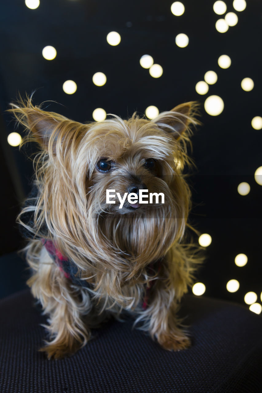 Cute yorkshire terrier in black and red coat sitting on chair with dark background and small lights