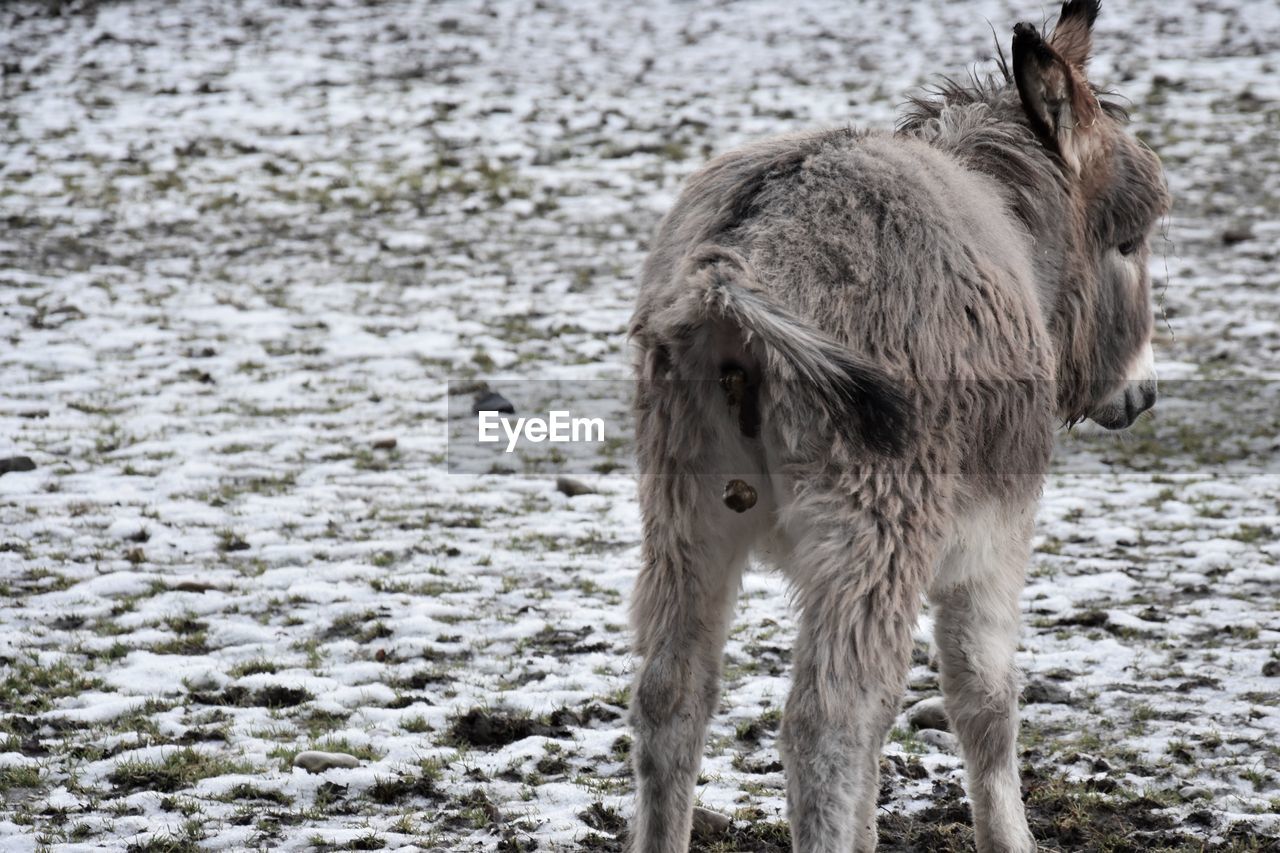 HORSE STANDING IN A FARM
