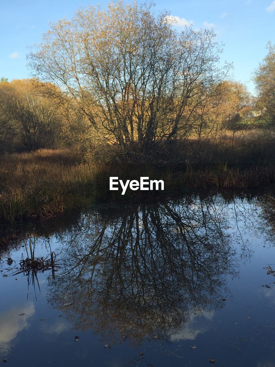 REFLECTION OF TREES IN LAKE