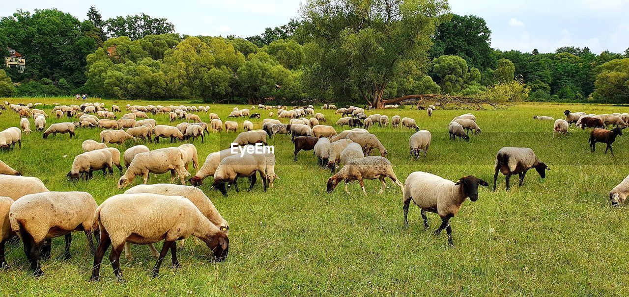 SHEEP GRAZING IN FIELD