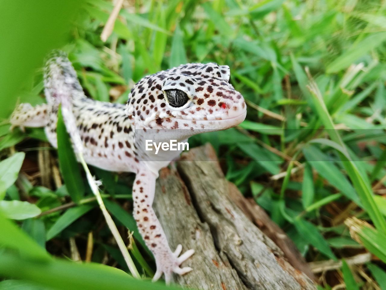 CLOSE-UP OF A SNAKE