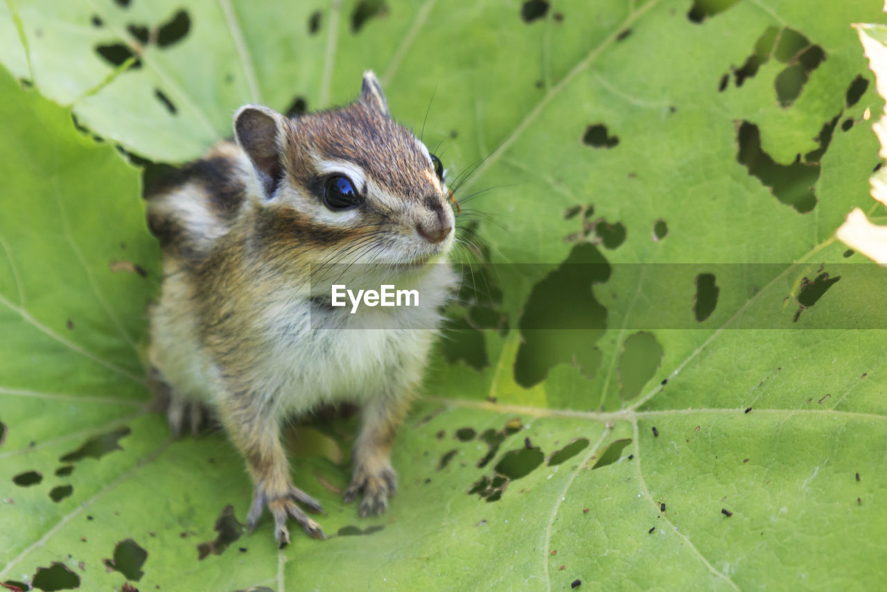 Close-up of chipmunk perching on leaves