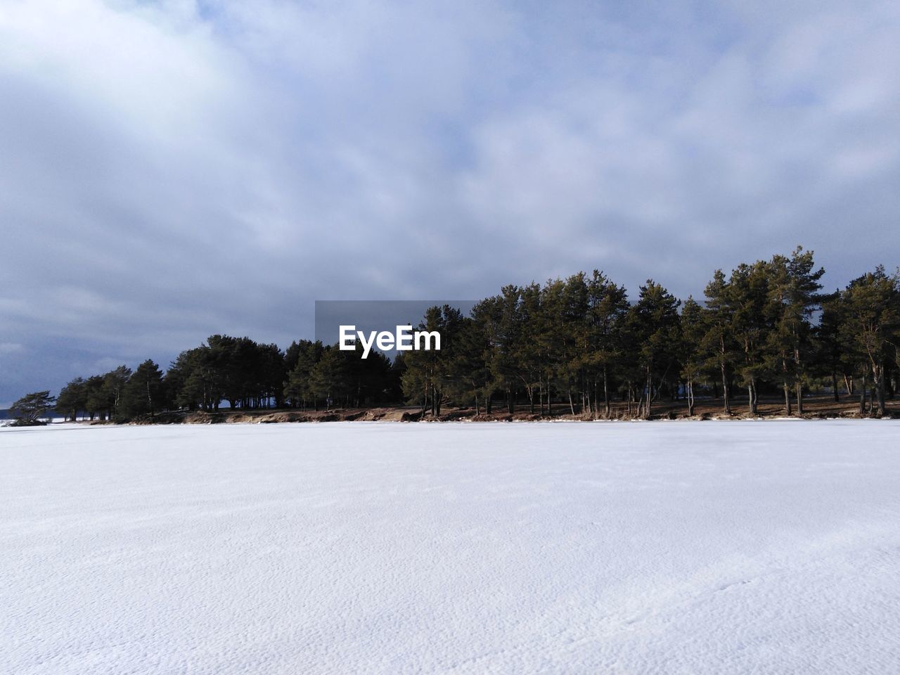 Trees on snow covered land against sky