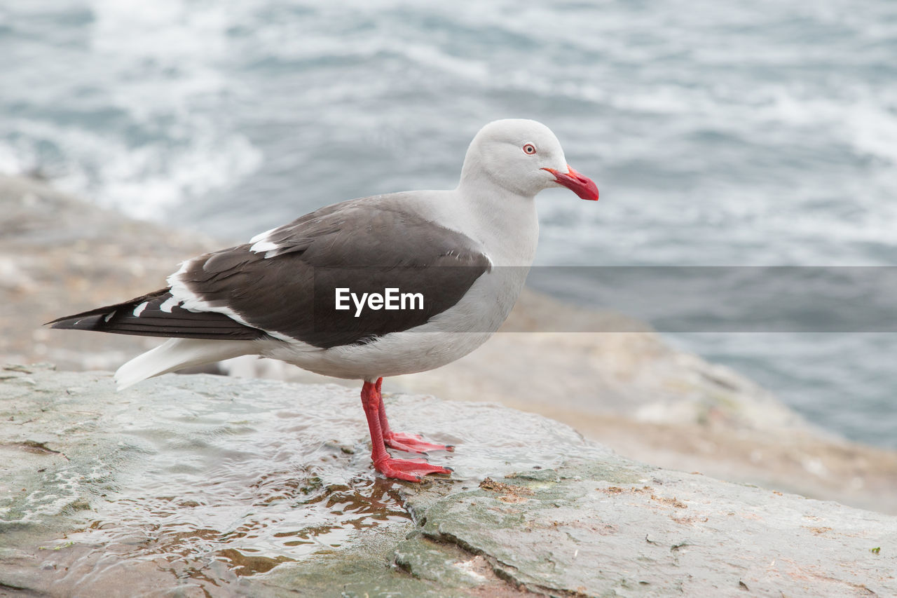 SIDE VIEW OF SEAGULL PERCHING ON ROCK