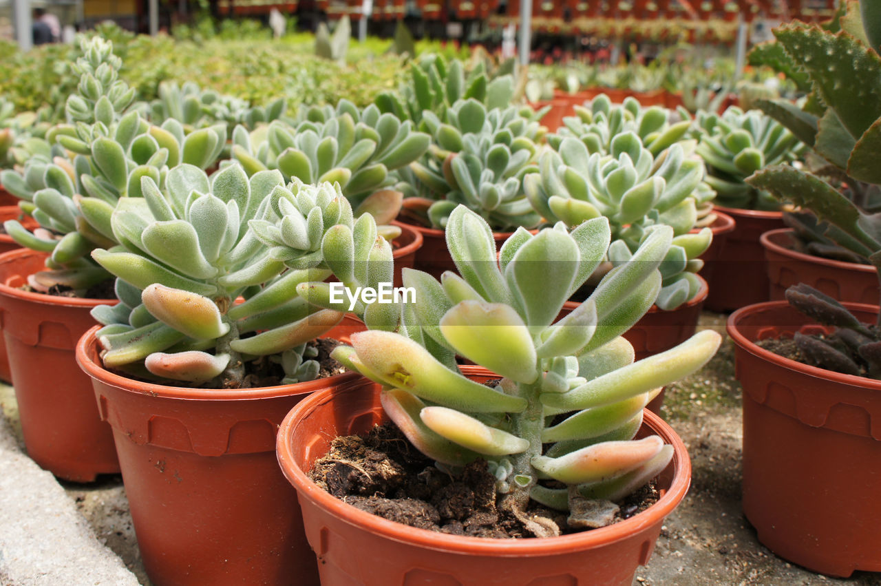 HIGH ANGLE VIEW OF SUCCULENT PLANT IN POT