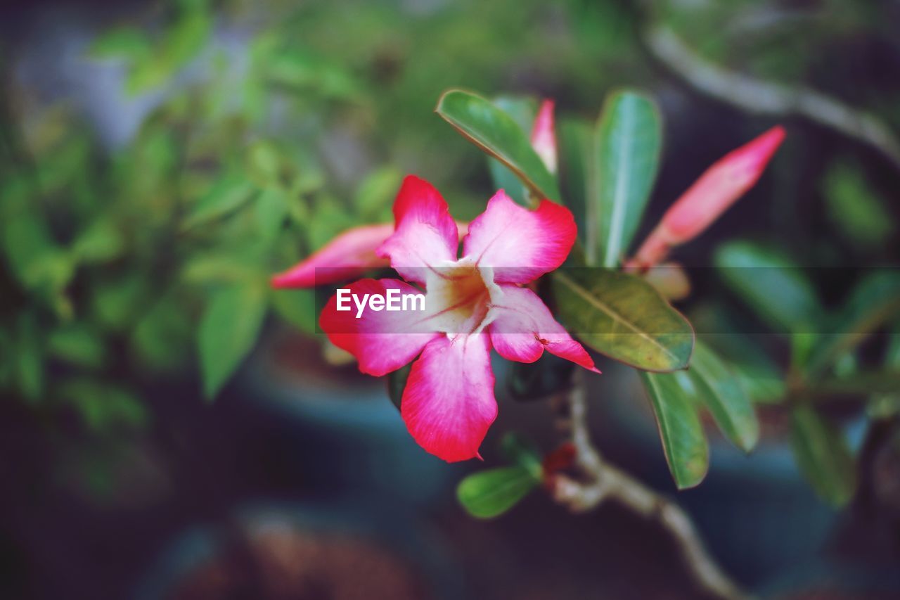 Close-up of pink flowering plant