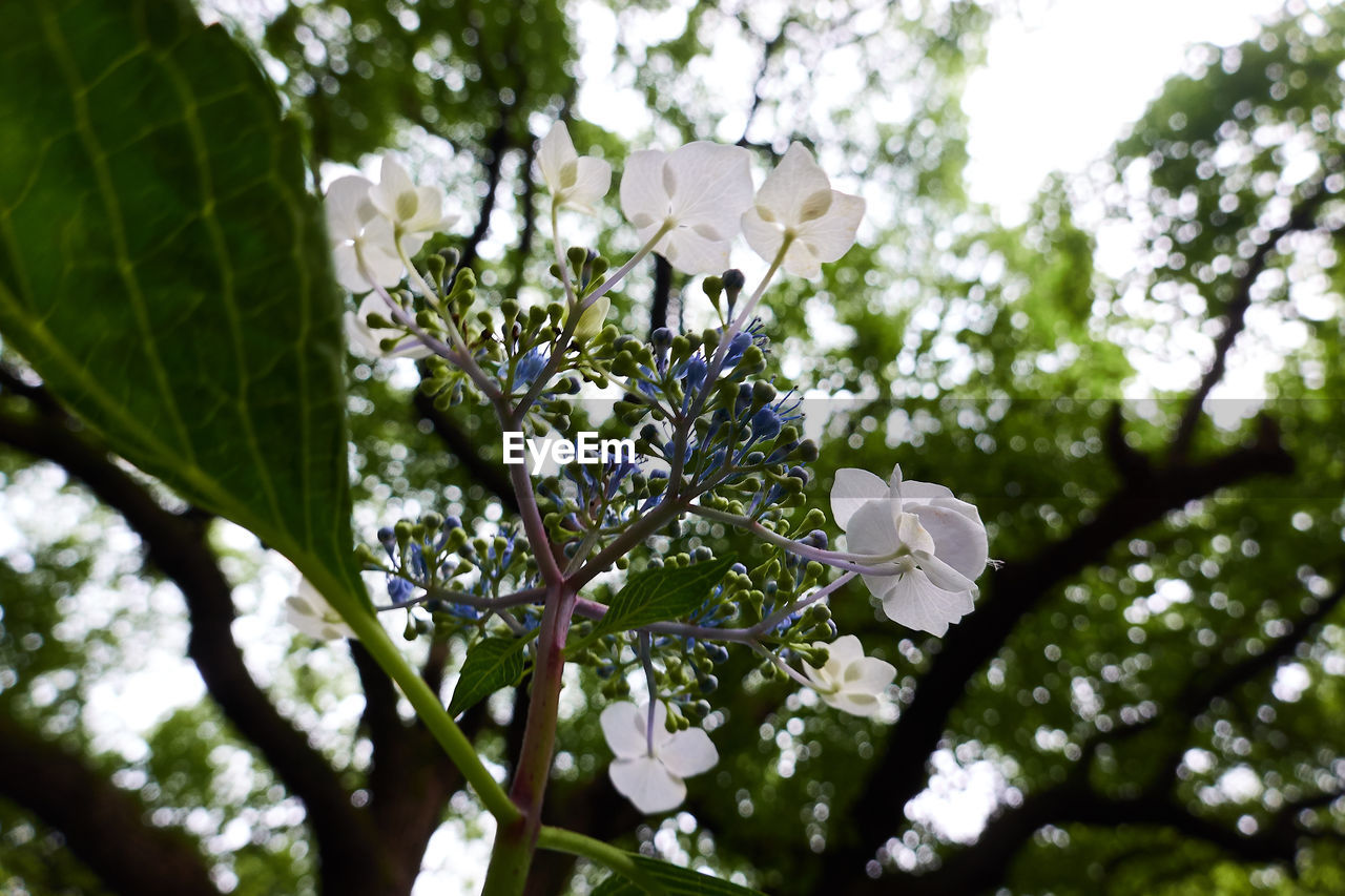 LOW ANGLE VIEW OF WHITE FLOWERING TREE AND PLANT
