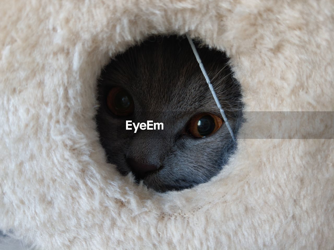 Cat in a hole