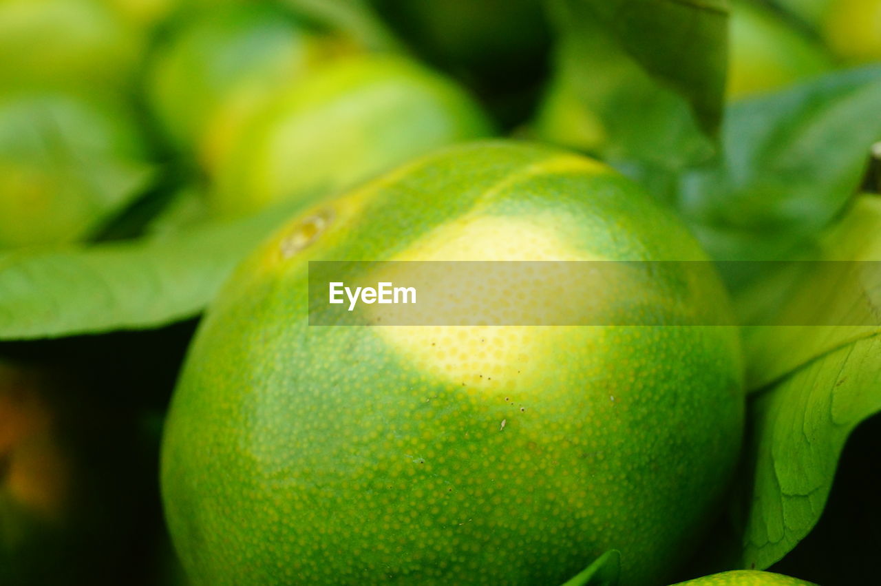 CLOSE-UP OF FRESH GREEN FRUIT