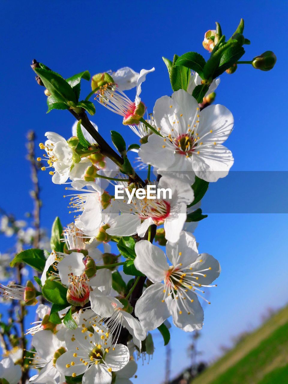 CLOSE-UP OF WHITE FLOWERING TREE AGAINST SKY