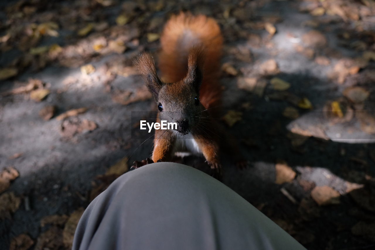 Cropped image of person by squirrel