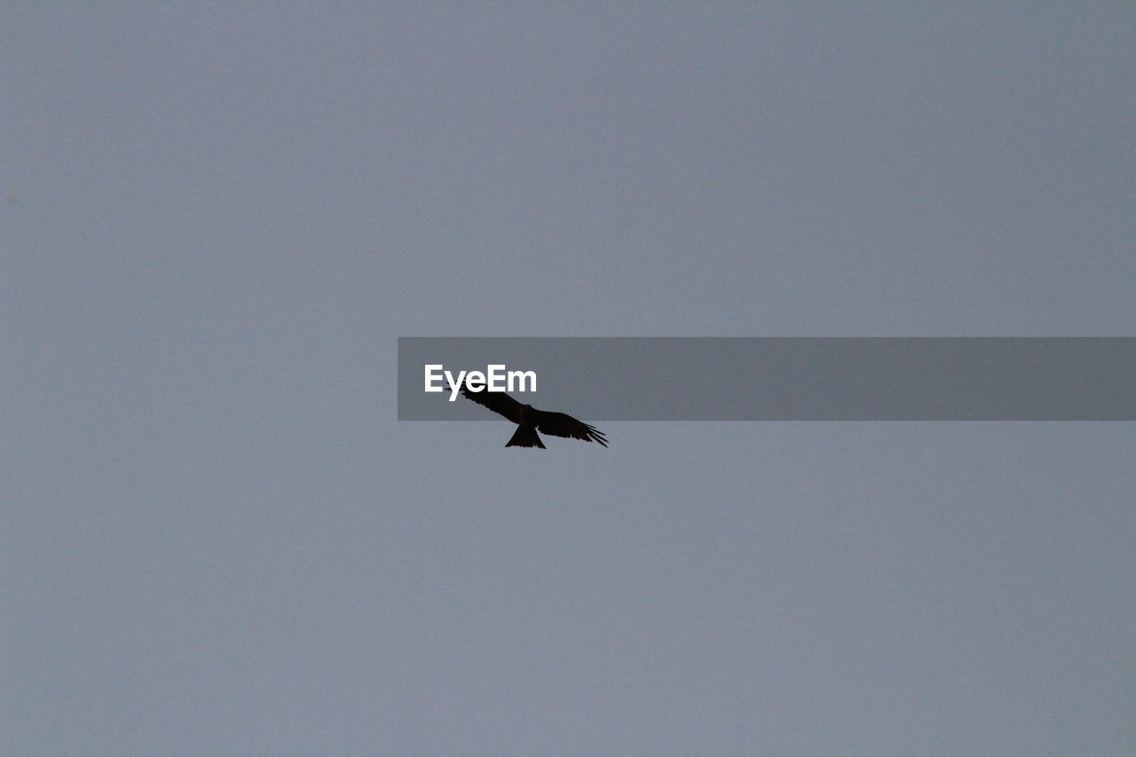 LOW ANGLE VIEW OF SILHOUETTE BIRD FLYING AGAINST SKY