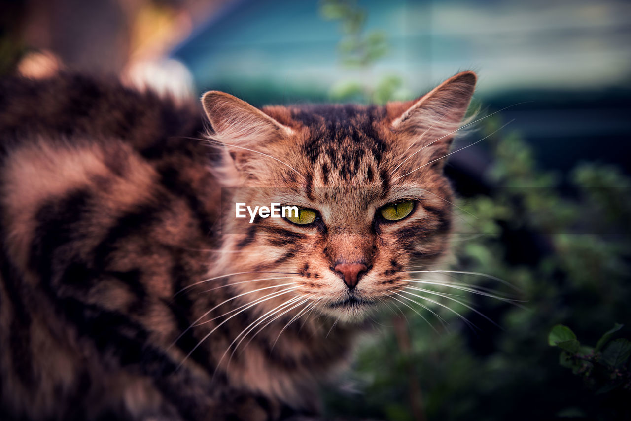 Close-up portrait of cat