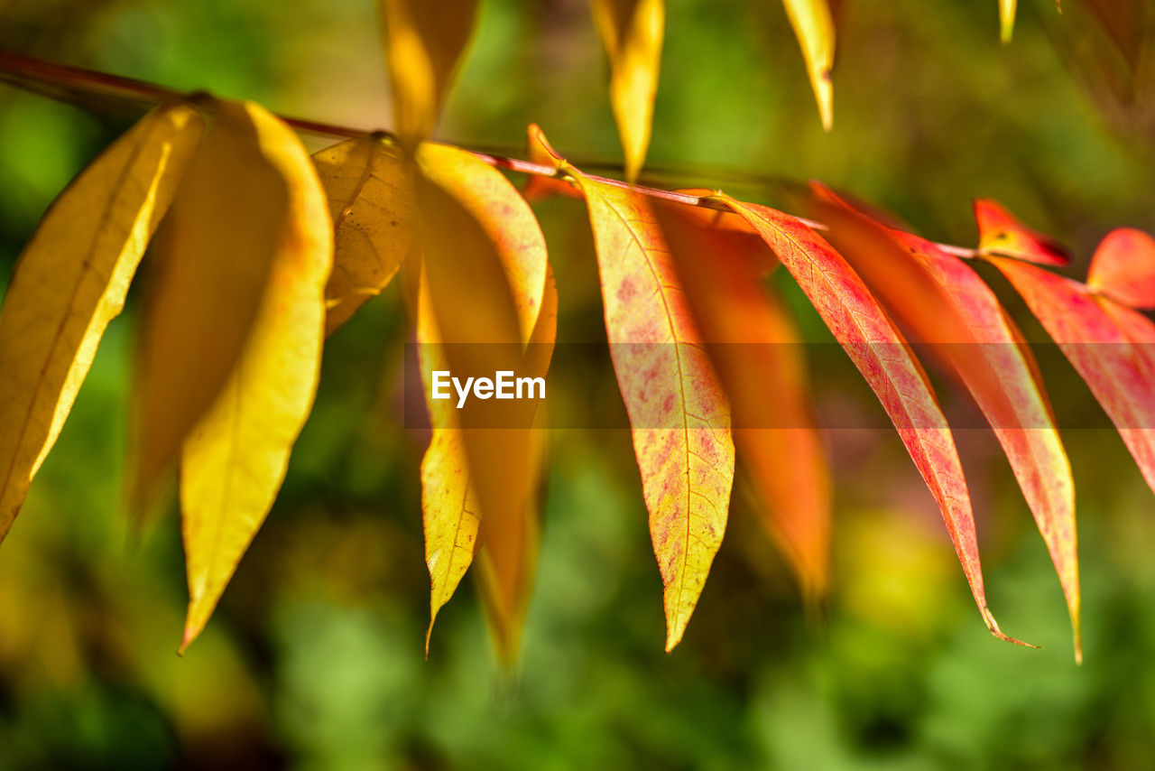 nature, sunlight, plant, yellow, leaf, flower, plant part, tree, close-up, beauty in nature, macro photography, autumn, no people, branch, outdoors, environment, multi colored, growth, land, green, red, tropical climate, focus on foreground, freshness, plant stem, food, vibrant color, food and drink, day, petal