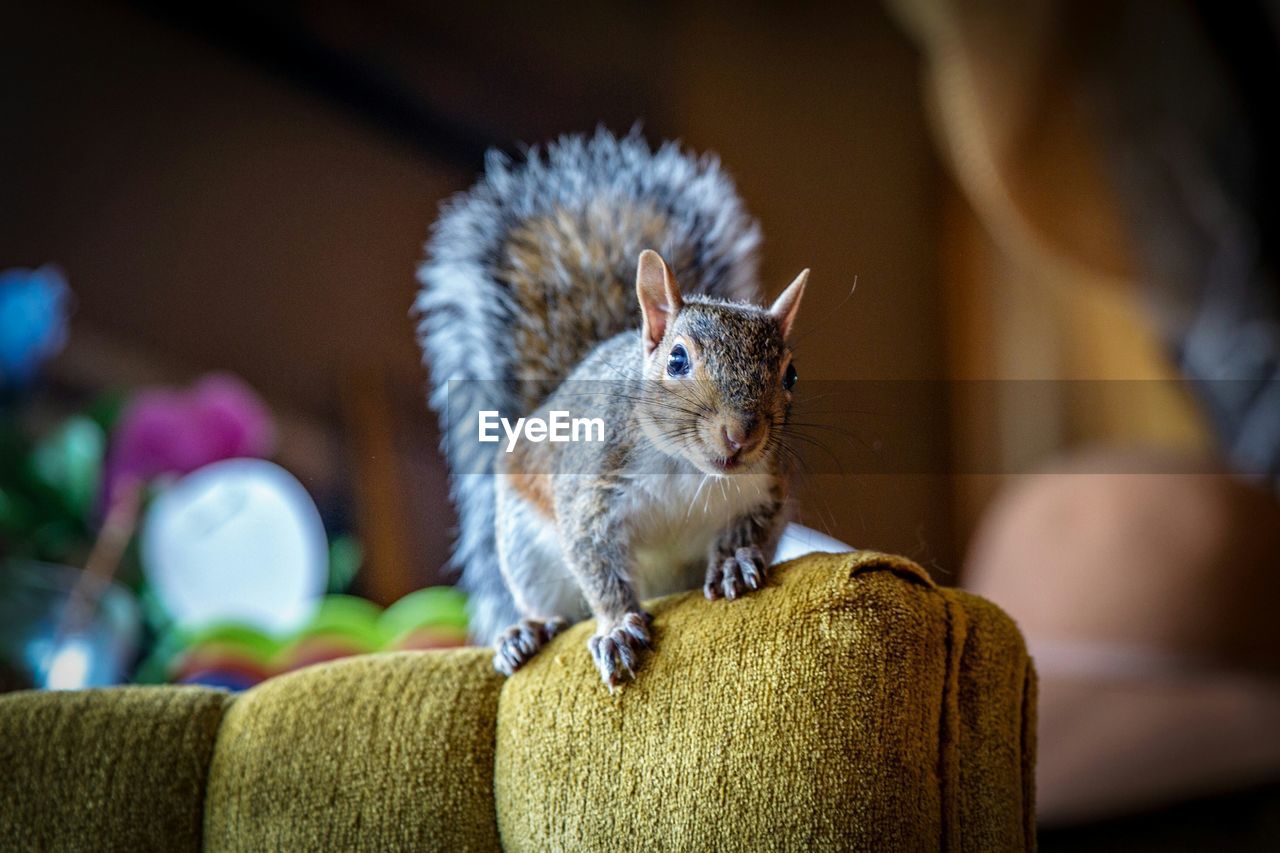 CLOSE-UP OF SQUIRREL